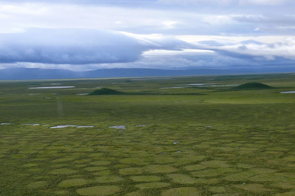 open arctic tundra terrain with low shrubs and thaw ponds