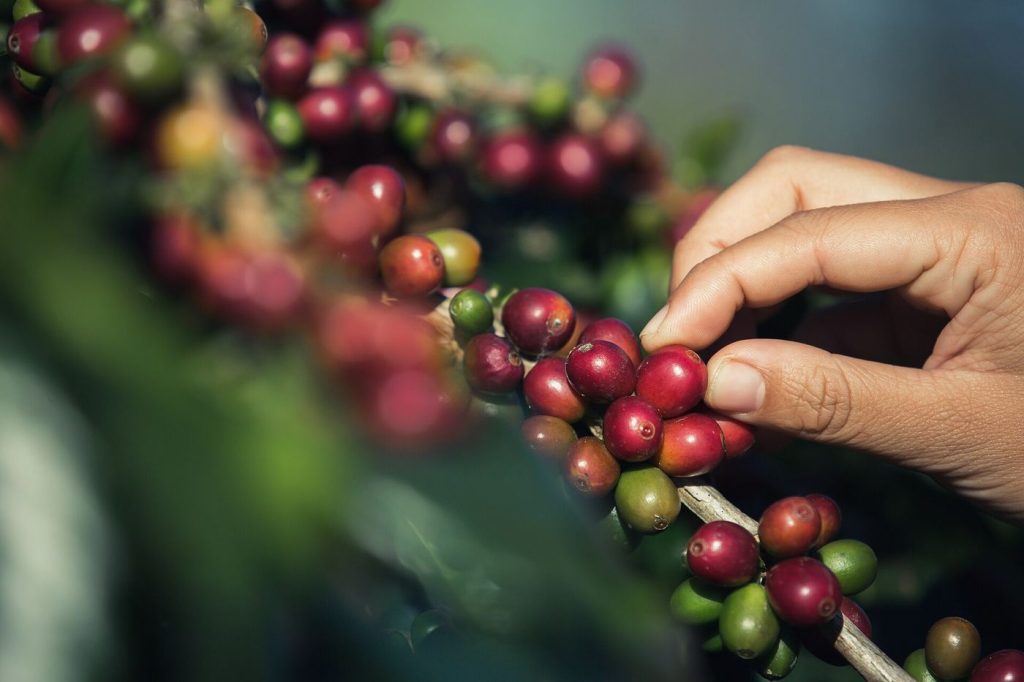 A hand picking ripe red coffee cherries on the branch